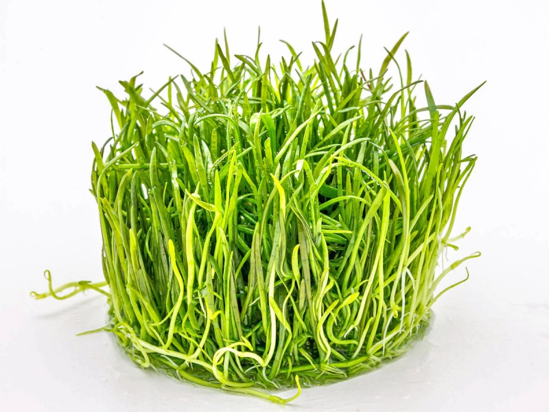 Brasilianische Graspflanze - Lilaeopsis brasiliensis in vitro
